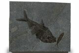 Multiple Fossil Fish (Diplomystus & Knightia) Plate - Wyoming #349235-1